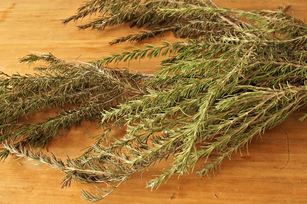 Rosemary branches